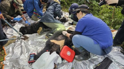 野灣野生動物保育協會進行前肢外傷處理